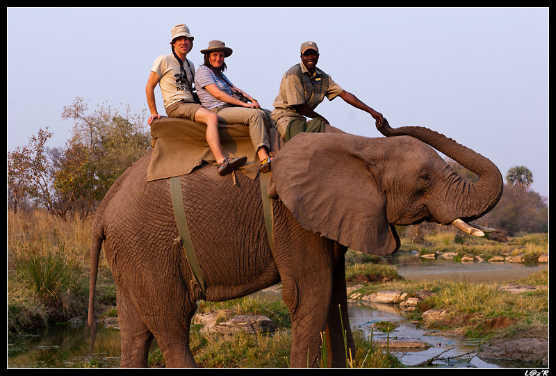 Balade Ã  dos d'Ã©lÃ©phant